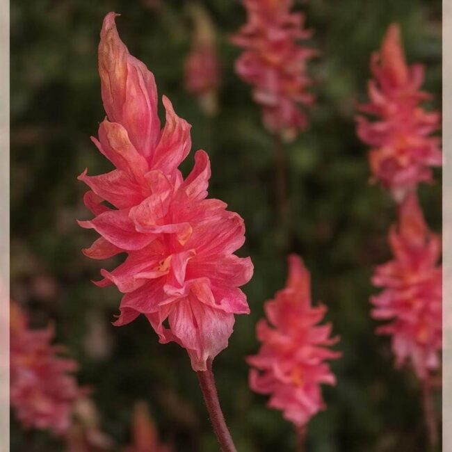 Glorioza – terminy wysiewu i sadzenia